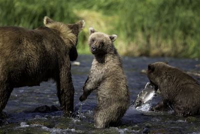Bären in Alaska